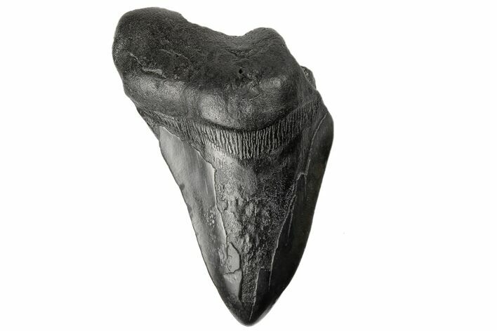 Partial, Fossil Megalodon Tooth - South Carolina #171156